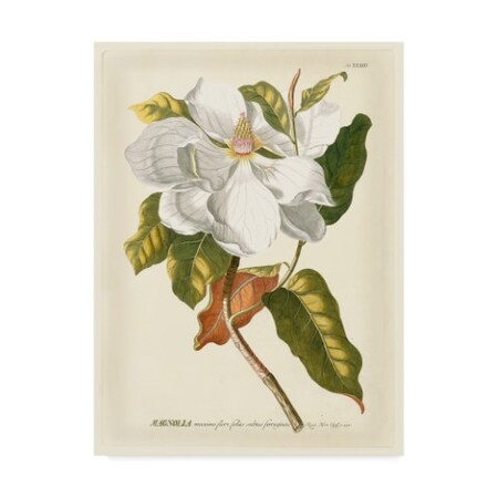Trademark Fine Art Jacob Trew 'Magnificent Magnolias I' Canvas Art, 18x24 WAG03921-C1824GG